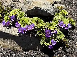 A Viola Cotyledon in the Sierra Nevada Volcano in Southern Chile