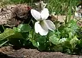 White V. odorata