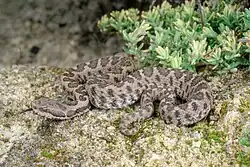 Vipera aspis hugyi, Taranto, Italy, 2020