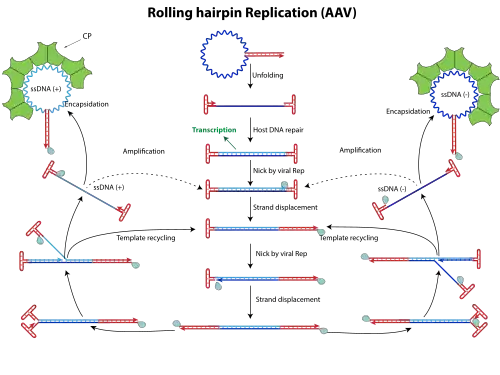 A diagram of the form of rolling hairpin replication used by adeno-associated viruses.