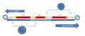 Some base pairs with serve a dual function with promoter and operator for either cl and cro proteins.