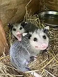 Virginia Opossums in an outdoor hutch getting ready to be released.