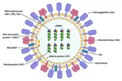 Diagram of the Influenza A virus virion