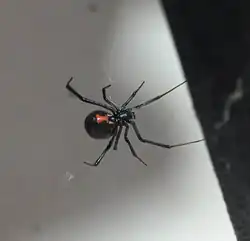 dark color variation Costa Rica