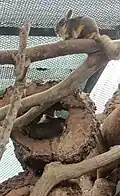 Viscacha