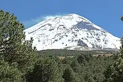 A snow-covered volcano in the daytime with pine trees in the foreground