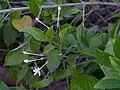 Leaves and flowers