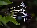 Inflorescence