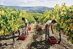 Harvest at Volpaia