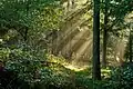 Vressels Forest / Vresselse Bossen