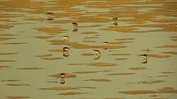 Dunlin and little stints, Paraje Natural Punta Entinas Sabinar, Andalusia