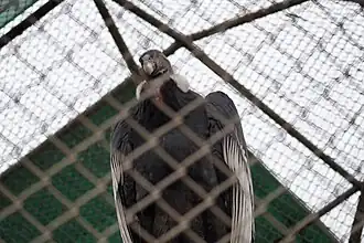 Female Andean Condor