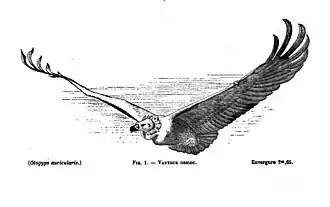 Vulture inspiration