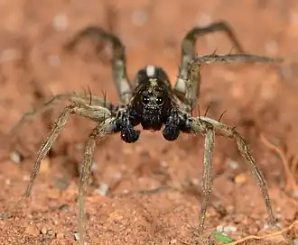 male W. oncka
