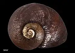 Holotype of W. clarki