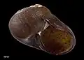 Side view of holotype