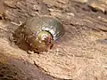 Shell of W. nasuta in the wild
