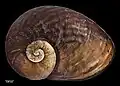 Holotype of Wainuia nasuta