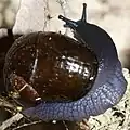 W. urnula