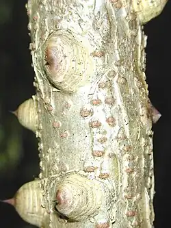 Raised prickles on the stem of Caesalpinia decapetala.