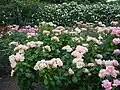 The rose garden at Green Park in late May 2003