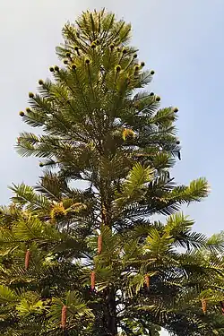 Wollemia nobilis is a relict taxon known only from a small area in Australia.