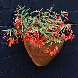 Begonia boliviensis