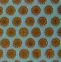 King's dress, Khorsabad, Assyria; this is almost p6m (ignoring inner parts of flowers, which make it cmm)