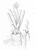 The base of a second-year plant in September and a young layer (Warming 1884)