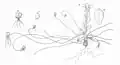 Saxifraga flagellaris ssp. platysepala: A flowering plant with some of its runners, a leaf from a layer rosettea leaf from the flowering stem (Warming 1884)