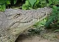 Crocodile