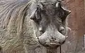 Common warthog