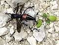 Unidentified spider wasp being carried off by ants.
