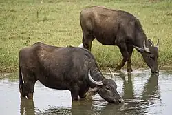 Two brown bovids