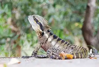 I. l. lesueurii (eastern water dragon) at Kirra, Queensland