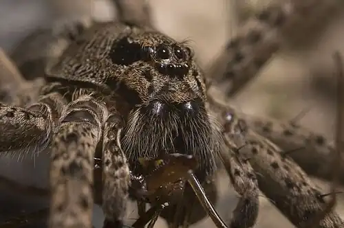 Fishing Spider (Dolomedes Dondalei)