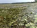 Water lily field in Chemmad