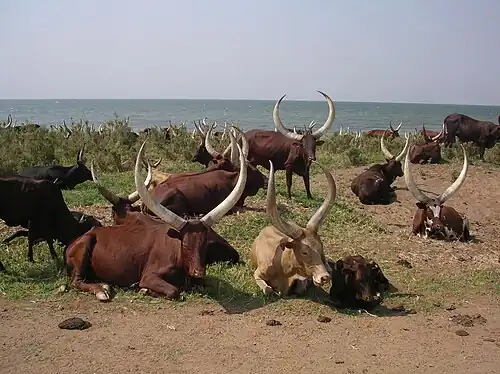 Watusi in Uganda