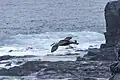 In flight at Española island