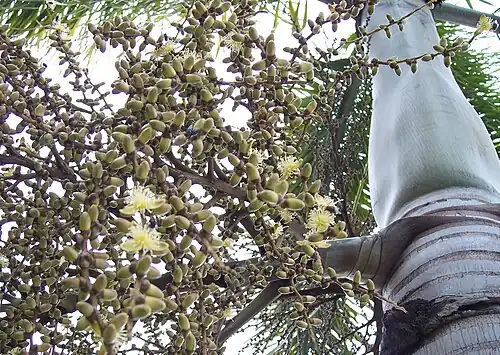Buds and flowers