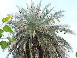 Nests hanging from palm (Phoenix sp.) fronds