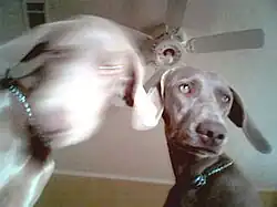 Mammals are especially prone to motion blur as some can reach high speeds of movement