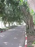 Tree-lined walk at the "Faculty Gate"