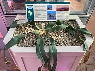 Welwistchia mirabilis in Berkeley, California