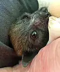 Young female grey-headed flying fox in care of WIRES