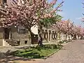 Street in bloom on Werder's river island at the end of April, during the blossom festival