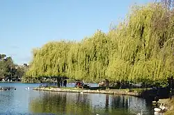 Willows and the artificial lake in Western Springs Lakeside Te Wai Ōrea, looking east.