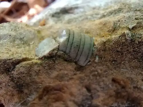 A Crinoid fossil in Westerville Limestone. Fossils of marine invertebrates are common in the group's limestone members.