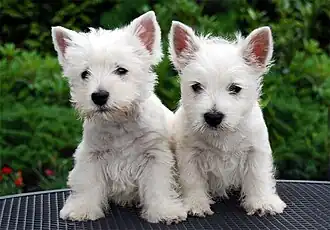 Image 53West Highland White Terrier puppies (from Puppy)