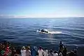 Passengers aboard a whale watching vessel enjoy a close encounter with a Bryde's Whale.